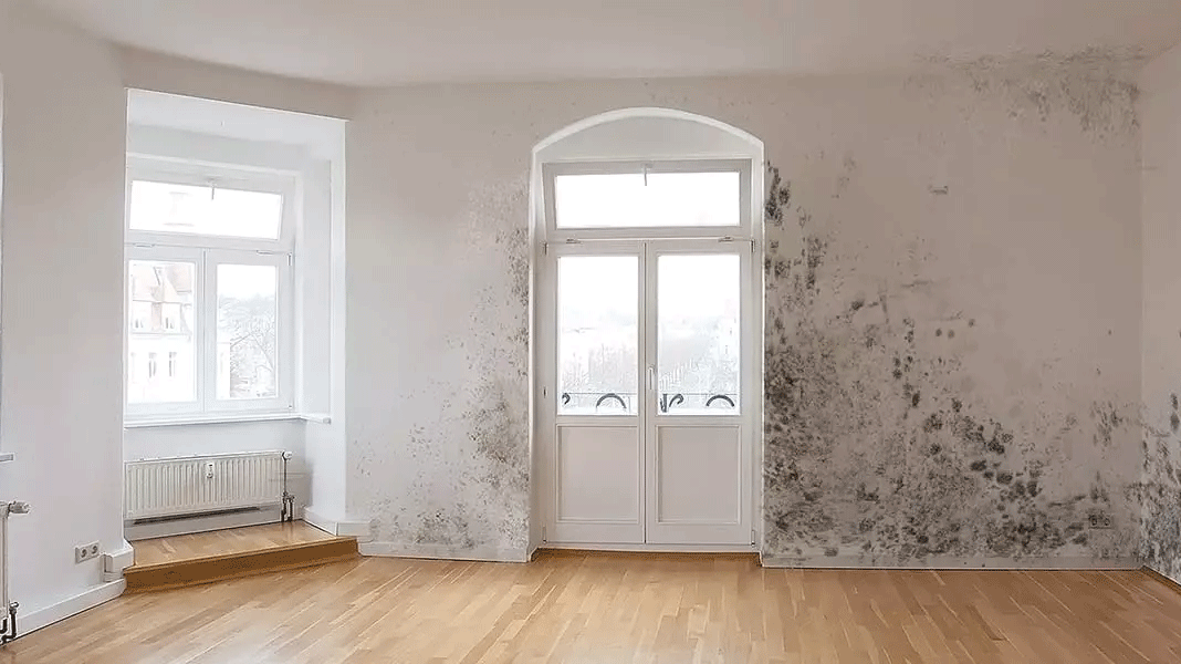 Fachgerechte Schimmelsanierung zur dauerhaften Entfernung von Schimmel und Verbesserung des Raumklimas.